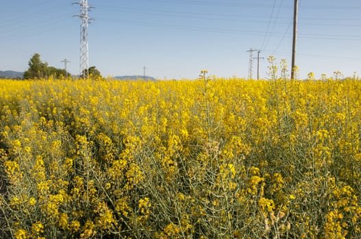 field of yellow flowers and long