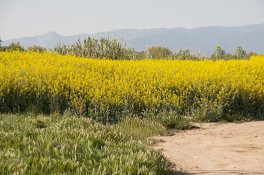 field of yellow flowers and long