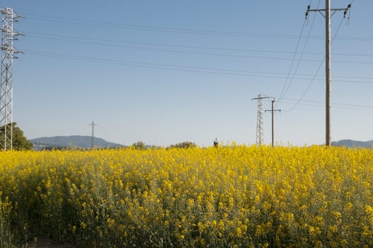 field of yellow flowers and long