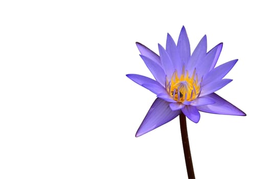 blue lotus isolate on white background