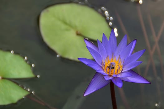 blue lotus or water lilly in pond