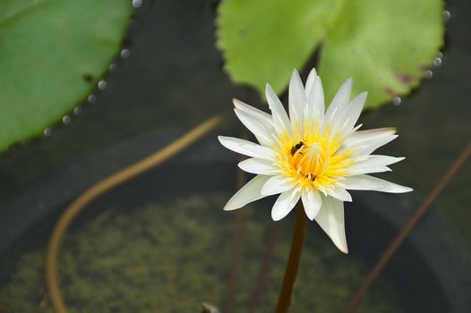 white lotus or water lilly in pond