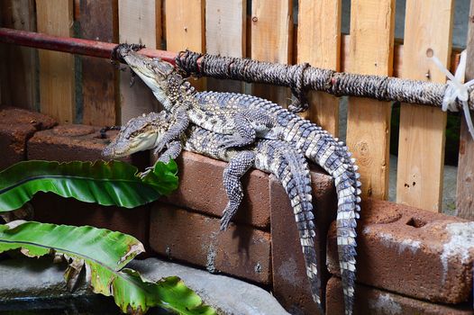 Mating crocodiles in Chiangmai zoo aquarium