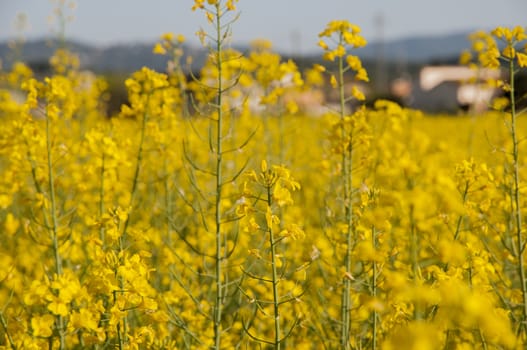 field of yellow flowers and long