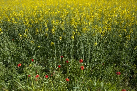 field of yellow flowers and long