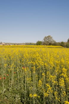 field of yellow flowers and long