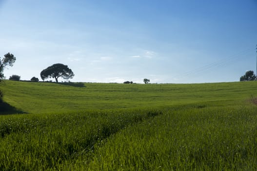 field of grass with trees and vegetation