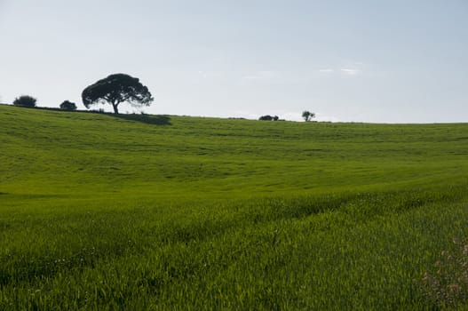 field of grass with trees and vegetation