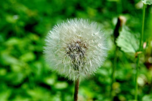 Dandelion