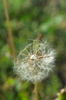 Dandelion