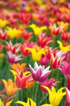 Colourful tulips