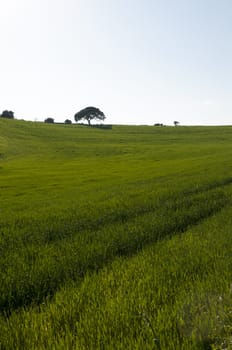 field of grass with trees and vegetation