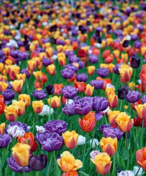 Colourful tulips