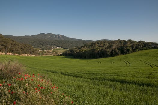 field of grass with trees and vegetation