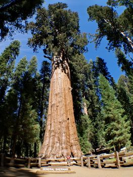 The General Sherman is a giant sequoia tree located in the Giant Forest of Sequoia National Park