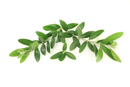 green olive branches on a bright background