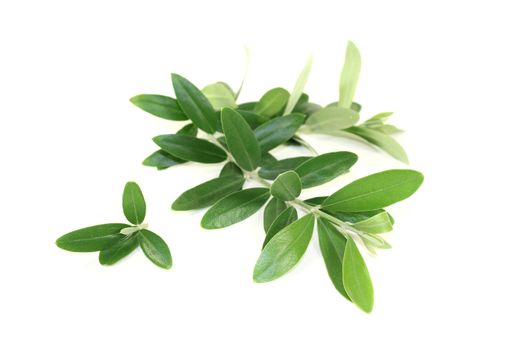 fresh olive branches on a bright background