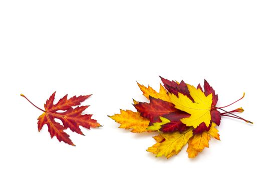 maple autumn leaves isolated on white