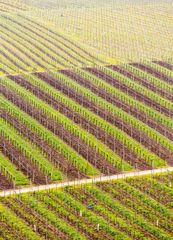 Pattern of rows of grape vines in vineyard in Castell Germany in spring as the first buds appear on the old vine as the leaders are tied to the wire framework