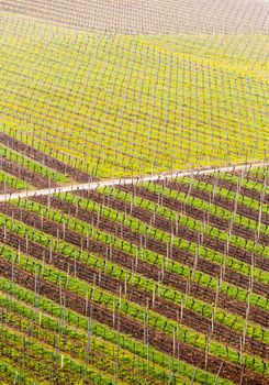 Pattern of rows of grape vines in vineyard in Castell Germany in spring as the first buds appear on the old vine as the leaders are tied to the wire framework