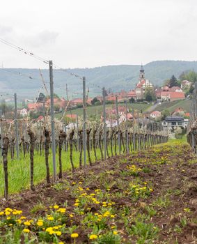 Evangelical Lutheran church of St Johannis or Johannes in small Bavarian village of Castell in Germany. Church rises above trees from surrounding vineyards of Castell winery.