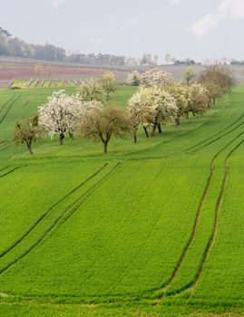 Pattern of rows of grape vines in vineyard in Castell Germany above the old apple orchard in plowed fields of farmland in Bavaria Germany