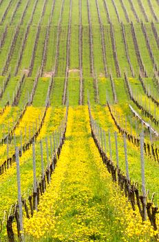 Detail of the blossom of yellow turkish tulip by ancient vine in vineyard in Castell Bavaria Germany in spring when the flowers bloom
