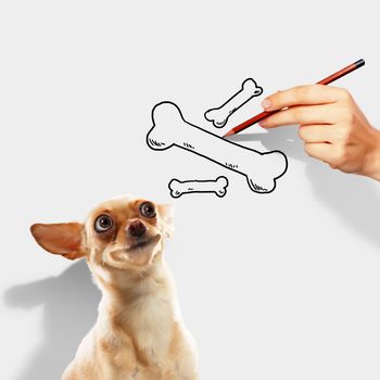 Image of little funny dog and human hand