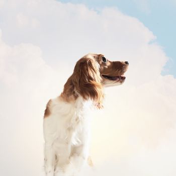 Funny dog portrait on a light background. Collage.