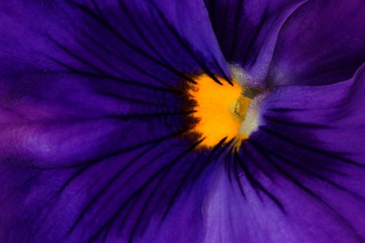Extreme Closeup of Beautiful Purple Pansy Violax wittrockiana