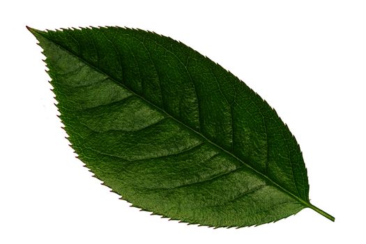 Fresh Green Vibrant Leaf Isolated on White