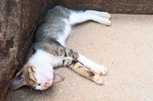 Funny sleeping kitten on stone background 
