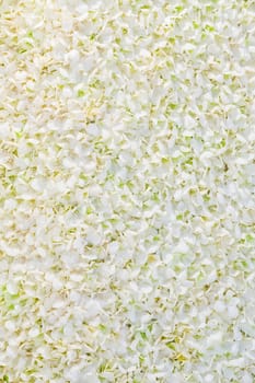 White orchid petal background decoration for wedding reception
