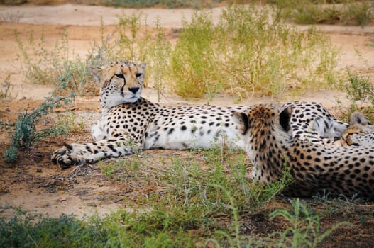 Resting cheetah in African bush 