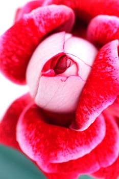 unusual beautiful red rose in a vase