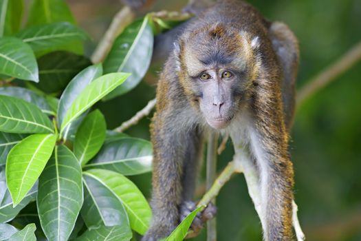 Macaque Monkey in the jungel of Philippines