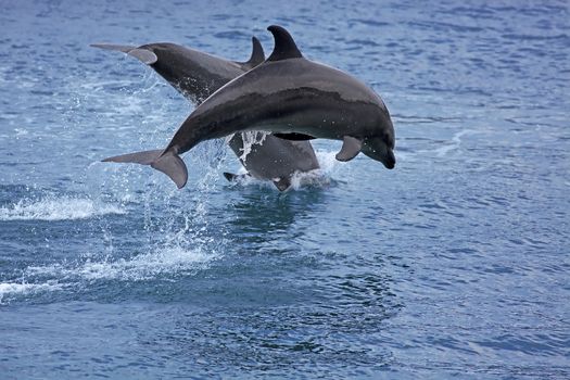 Bottlenose Dolphin in the ocean of Palawan