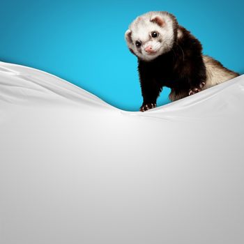 Image of funny polecat sitting on blank banner. Place for text