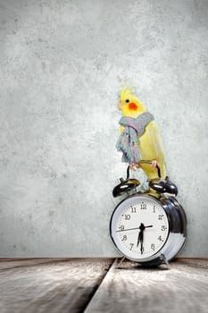 Image of yellow parrot sitting on alarm clock