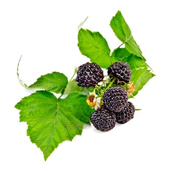 Branch with blackberries and green leaves isolated on white background