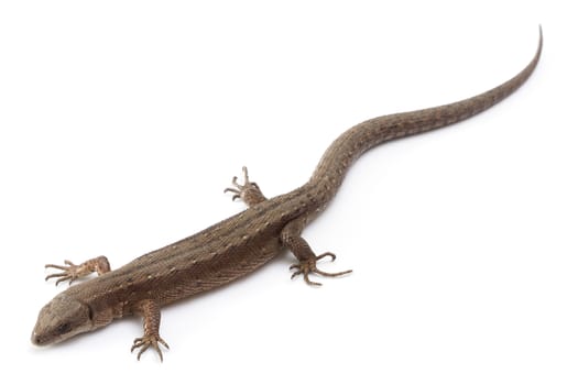 Brown lizard isolated on a white background