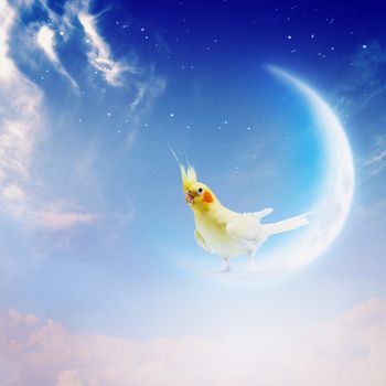 Image of yellow parrot sitting on moon