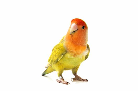 lovebird color on a white background