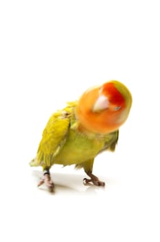 Lovebird colors on a white background