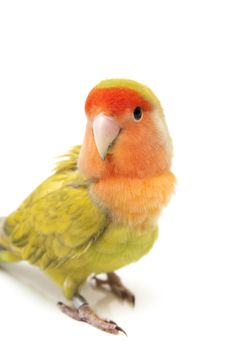 Lovebird colors on a white background