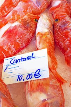 Black belly rose fish in the fishmarket