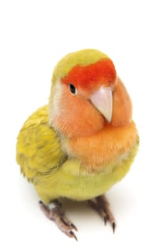 Lovebird colors on a white background