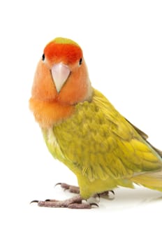 Lovebird colors on a white background