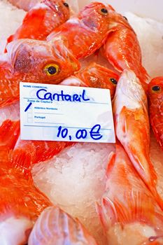 Black belly rose fish in the fishmarket