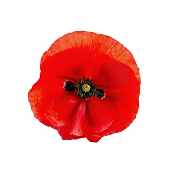 One red poppy isolated on white background